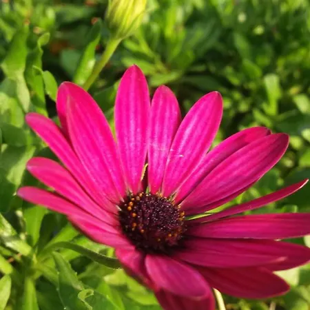 La Casa Dei Tigli 3*