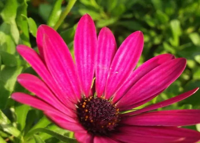 La Casa Dei Tigli 3*